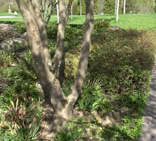 Japangarten Stuttgart