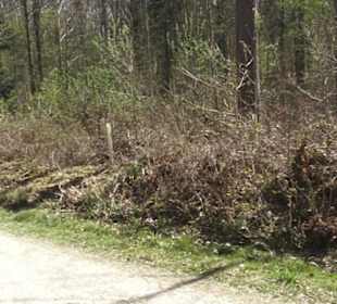 Waldsportpfad im Wasenwald