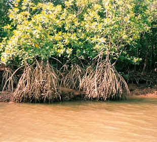 Mangroven in Phang Nga Bucht