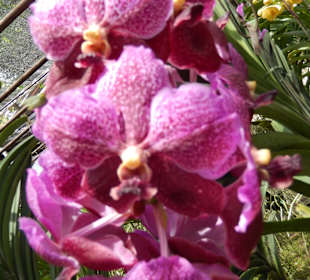Orchideen der Sai Nam Phung Orchid Farm