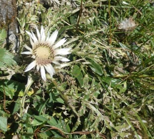 Bei unseren Wanderungen am Nebelhorn