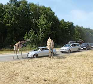 Giraffen sind neugierig