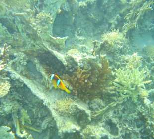 Schnorcheln in der Lagune