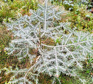Kleiner Baum etwas schneebedeckt