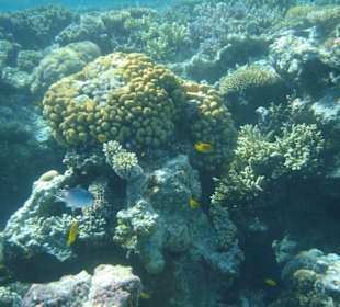 Korallen und Fische