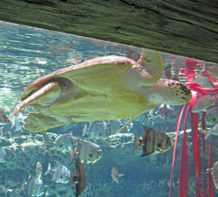 Unterwasserschildkröte