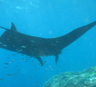 Mantas, die schönen Unterwasservögel 