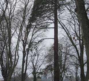 Altstadt Wissembourg im Winter