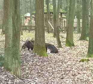 Der Elchbulle Lasse im Wildpark