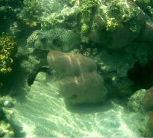 Kugelfisch beim Strandriff
