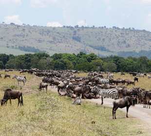 Gnus auf der Straße