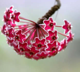 Kleine Blütenpflanze