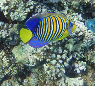 Schnorcheln Makadi Bay