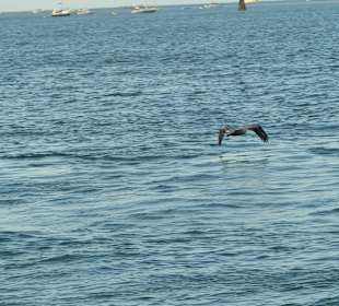 Toller Ausblick vom Sunset Pier