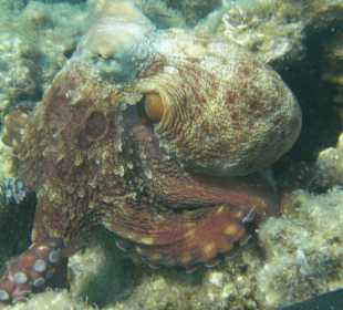 Traumhafte Unterwasserwelt