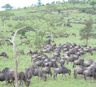 Direkt hinter dem Kathy Kathy Lager