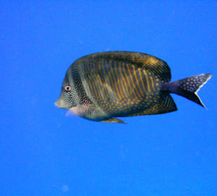 Hausriff des Makadi Palace