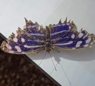 Rundgang durch den Jardin des Papillons