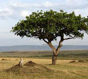 Der Leopard und sein Baum