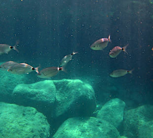 Šnorchlování v oblasti Kalithea