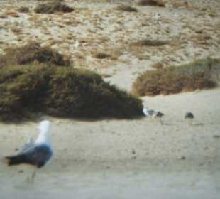 Bei den Papagayo Stränden