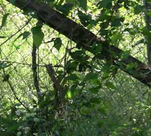 Früchtetrauf - Wurmlinger Kapellenwegle