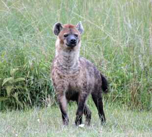 Lake Nakuru Nationalpark