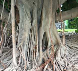 Wandern Villa de Mazo