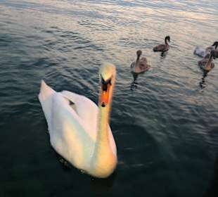 Strandpromenade Lazise