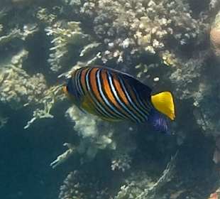 Schnorcheln Marsa Alam