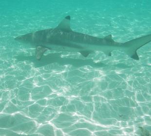 Schwarzspitzenriffhai