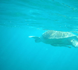 Schildkröte beim Auftauchen