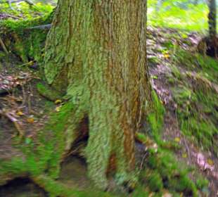 Der Therapeutische Wanderweg