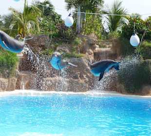Delfin Show