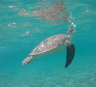 Schnorcheln Marsa Alam