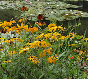 Kwiaty w ogrodzie Moneta