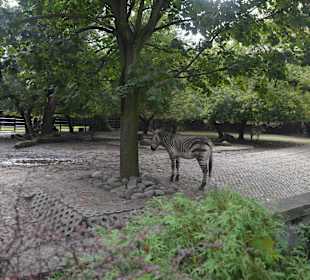 Zoo