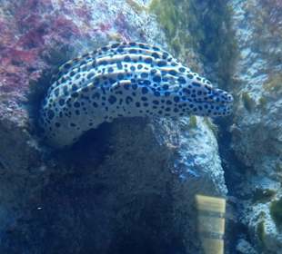 Ozeanarium Miedzyzdroje