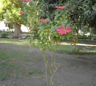 Weihnachtsstern ganz groß