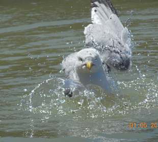 "Swimming" in the falls
