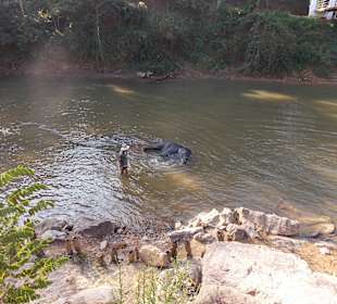 Elefantencamp Chiang Mai