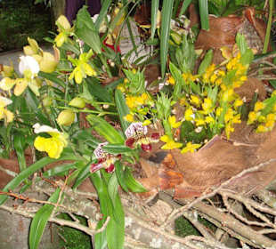 Palmenhaus auf Insel Mainau