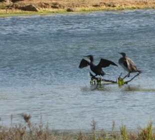 Naturschutzgebiet Ria Formosa Vogelbeobachtung