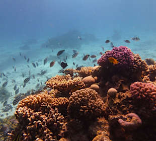 Einmalie Erlebnisse mit Mo´s Delfinen