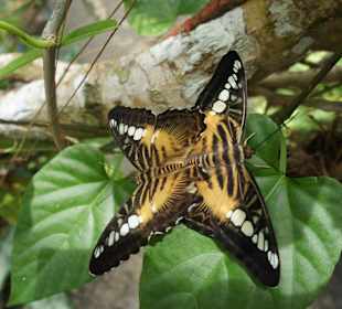 Butterflies Garden
