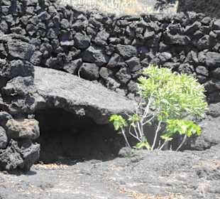 Fundacion Cesar Manrique Impression