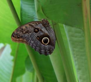 Mariposario de Benalmàdena