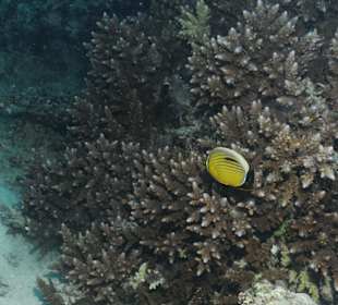 Falterfisch 