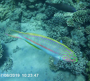 Schnorcheln Hurghada