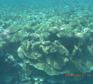 Подводный мир возле отеля